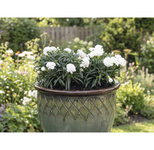 Bílé karafiáty v květináči na zahradě