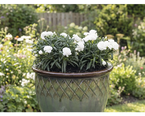 Bílé karafiáty v květináči na zahradě