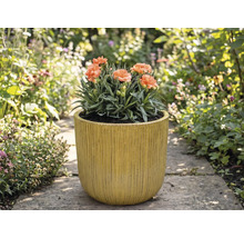 Hvozdíky v rýhovaném květináči na zahradě