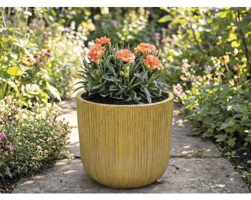 Hvozdíky v rýhovaném květináči na zahradě