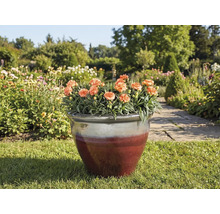 Květináč s karafiáty na trávníku v zahradě.