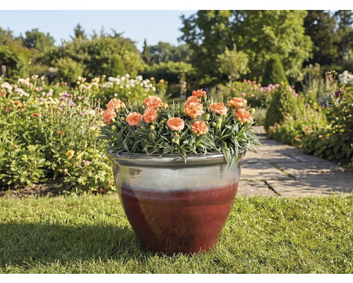 Květináč s karafiáty na trávníku v zahradě.