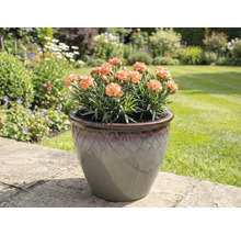 Karafiáty v květináči na zahradních dlaždicích