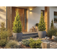 Vstupní prostor domu se dvěma cypřiši v květináčích