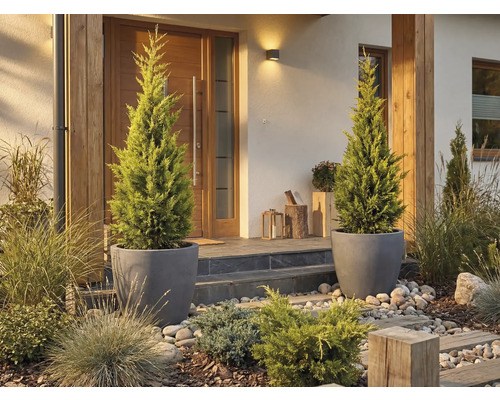 Vstupní prostor domu se dvěma cypřiši v květináčích