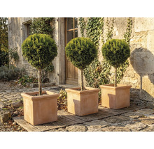 Tři kulaté cypřiše ve čtvercových květináčích na zahradě.