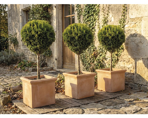 Tři kulaté cypřiše ve čtvercových květináčích na zahradě.