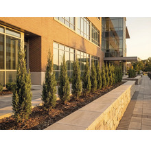 Vnější pohled na budovu s cypřiši podél chodníku