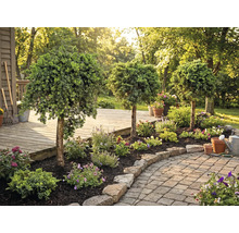 Upravená zahrada s okrasnými stromy, květinami a kameny