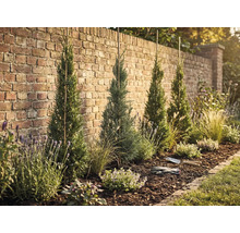 Upravená zahradní plocha s cypřiši, levandulí a mulčem