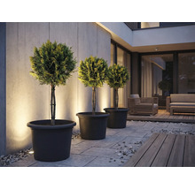 Tři tvarované stromy v květináčích na terase