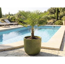 Konopná palma v květináči venku