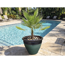 Zakrslá palma v květináči u okraje bazénu