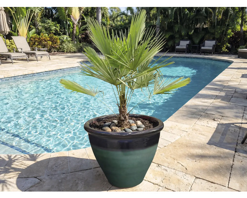 Zakrslá palma v květináči u okraje bazénu