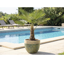 Trpasličí palma v květináči vedle bazénu a lehátka