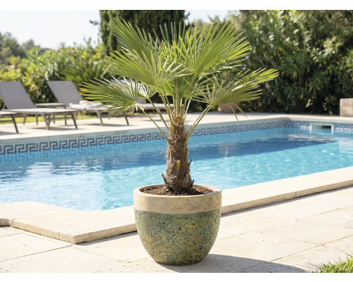 Trpasličí palma v květináči vedle bazénu a lehátka