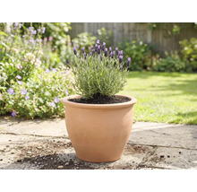 Levandule v terakotovém květináči na zahradě.