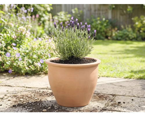 Levandule v terakotovém květináči na zahradě.