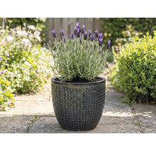 Levandule ve strukturovaném květináči na zahradě