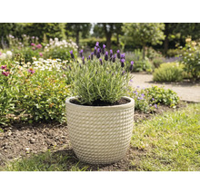 Levandule v květináči na zahradě.