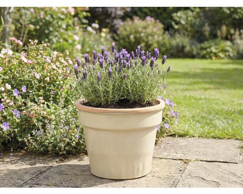 Levandule v květináči na zahradě