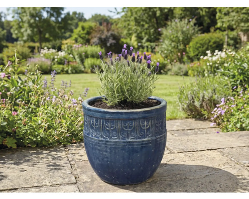 Levandule v ozdobném květináči na zahradě