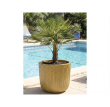 Konopná palma v květináči vedle bazénu