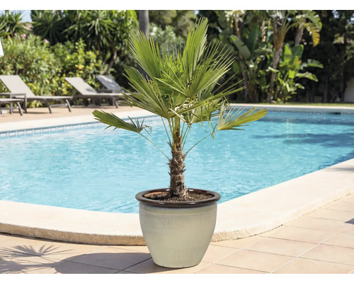 Konopná palma v květináči u bazénu