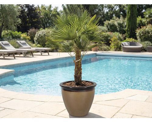 Žumara ztepilá v květináči vedle bazénu