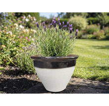 Levandule v keramickém květináči na zahradě.