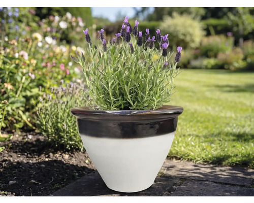 Levandule v keramickém květináči na zahradě.