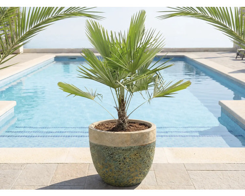 Čínská žumara v květináči před bazénem