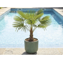 Žumara ztepilá v květináči u bazénu