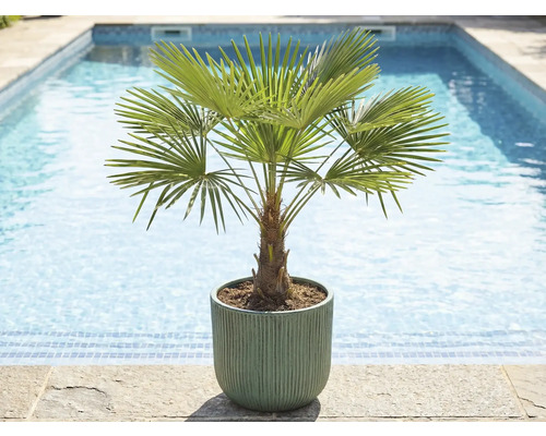 Žumara ztepilá v květináči u bazénu