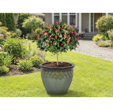 Růžový stromek v květináči na trávníku