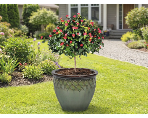 Růžový stromek v květináči na trávníku