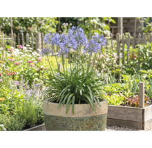 Kvetoucí Agapanthus v květináči na zahradě
