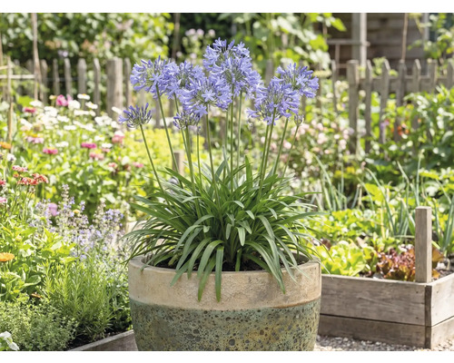 Kvetoucí Agapanthus v květináči na zahradě