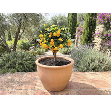 Mandarinkovník v květináči venku