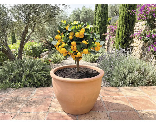 Mandarinkovník v květináči venku