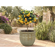 Kumquatový strom v květináči na zahradě