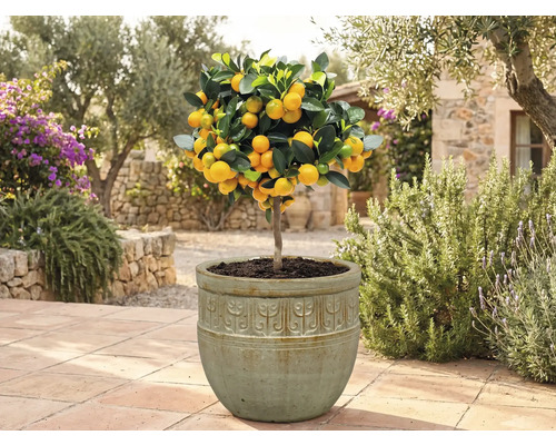 Kumquatový strom v květináči na zahradě