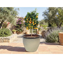 Citrusovník v květináči na terase