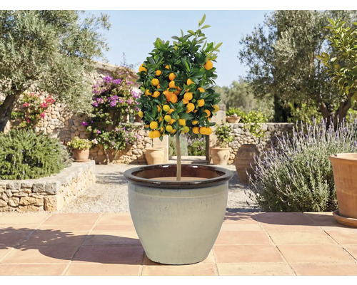 Citrusovník v květináči na terase