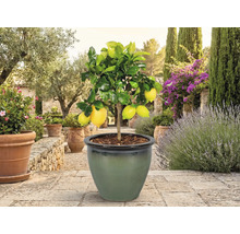 Citroník s plody v květináči na zahradě