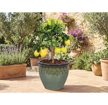 Citroník v květináči na terase