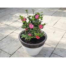 Kamelie v květináči s růžovými květy