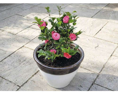 Kamelie v květináči s růžovými květy