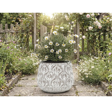 Sedmikrásky v ozdobném květináči na zahradní cestě