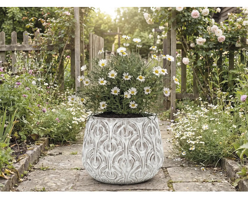 Sedmikrásky v ozdobném květináči na zahradní cestě